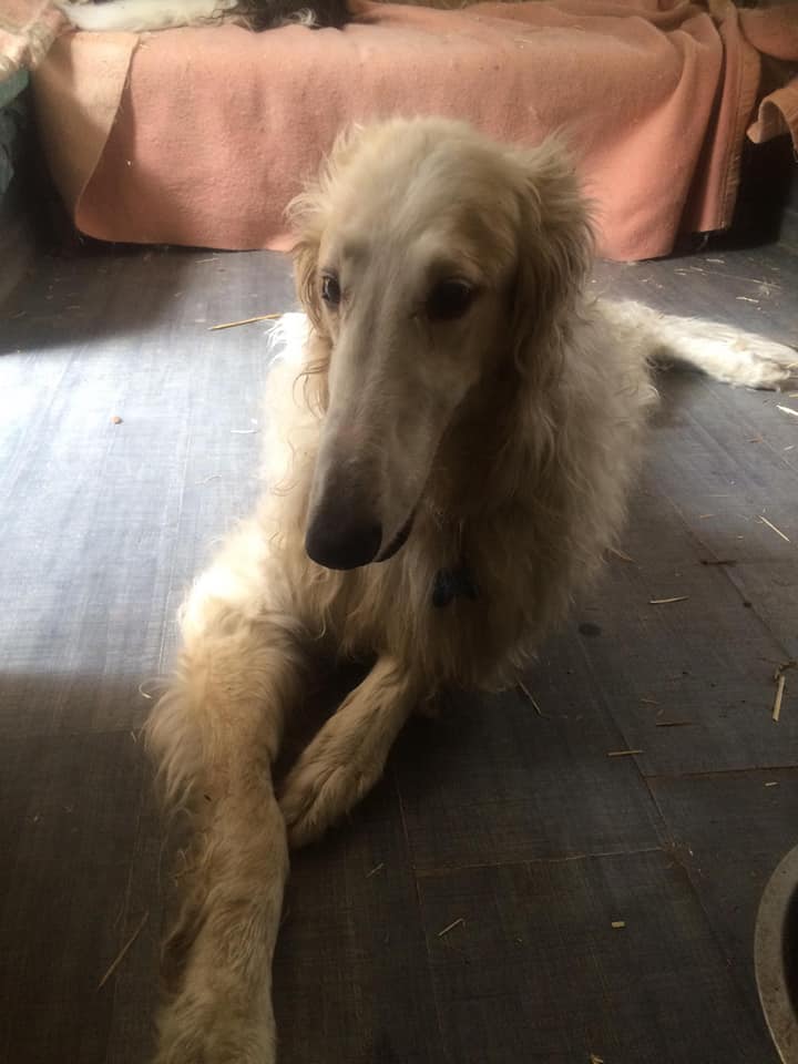 Barzoi : son coté casanier