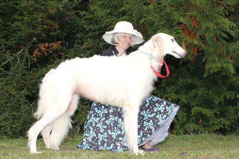 Barzoi : activité de socialisation