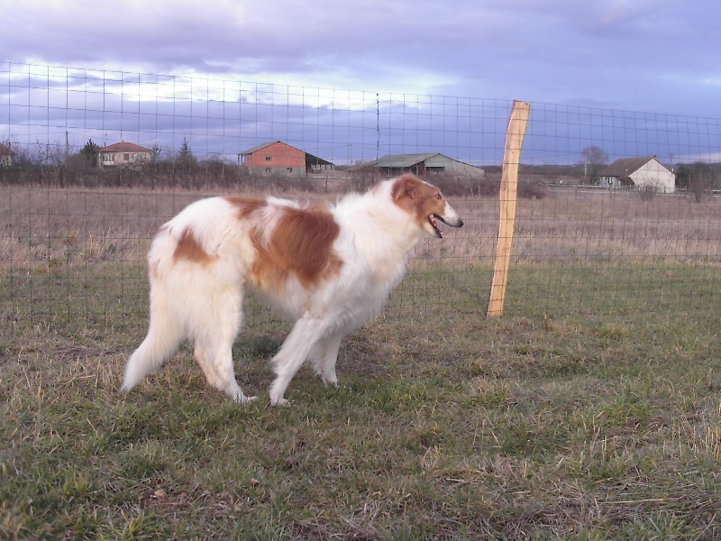 Dresser son Barzoi