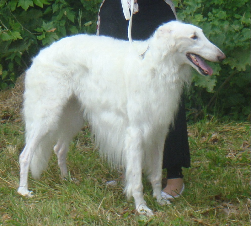 Barzoi en promenade