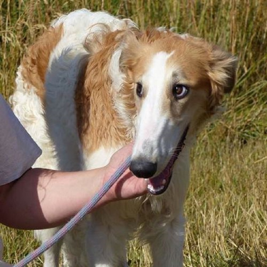 Tendresse et caresses pour son Barzoi