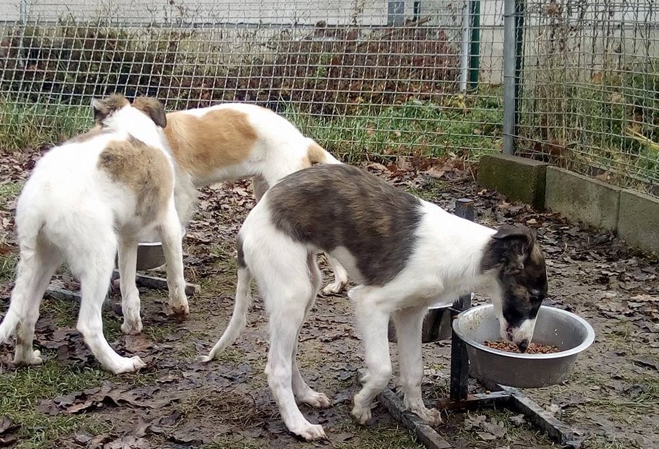 Heure du déjeuner pour les chiots Barzois