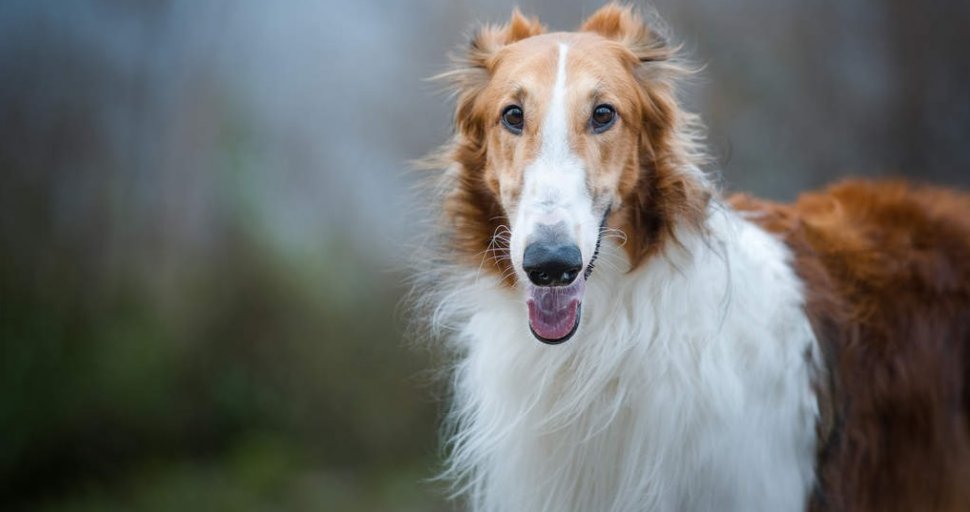 Un Barzoi en bon état d’hygiène