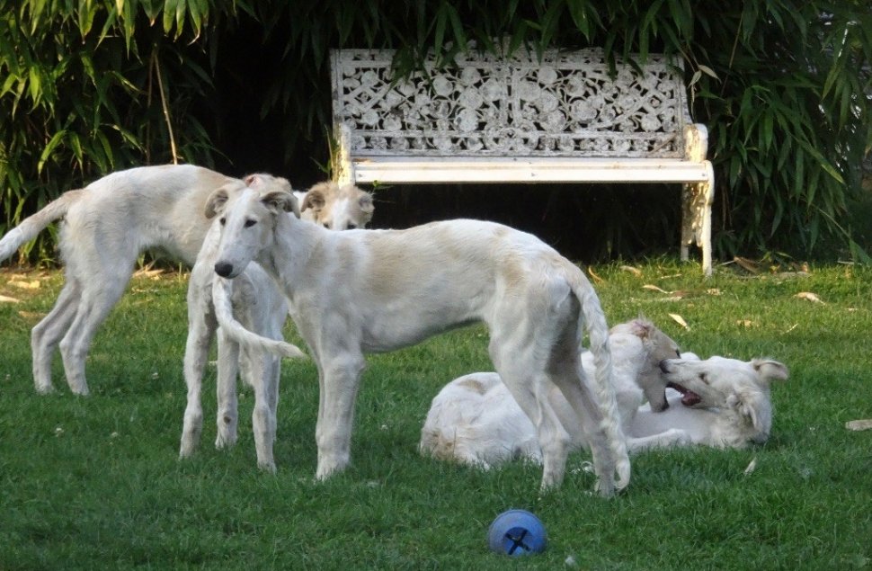 Chiots Barzoi à vendre