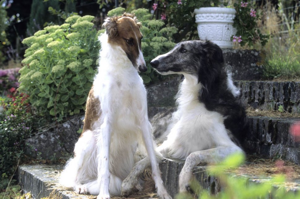 Lorsque le Barzoi se socialise