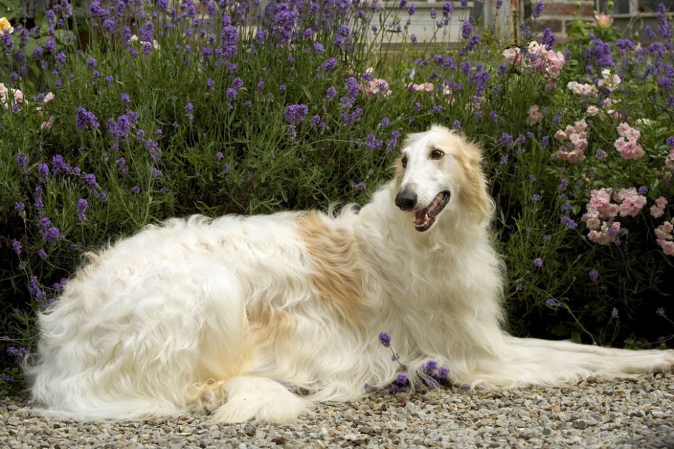 Le Barzoi