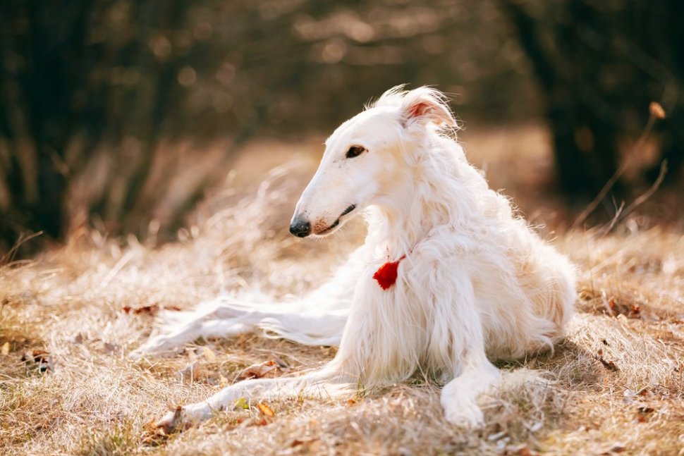 Barzoi russe