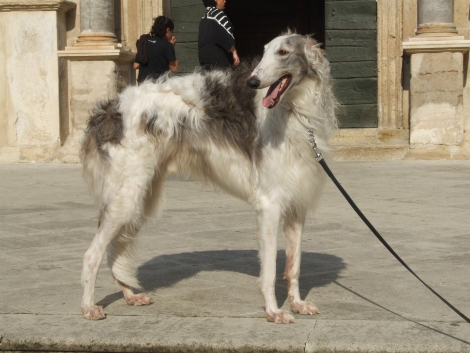 Promener son Barzoi